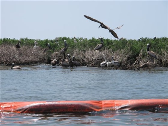 Brown pelicans perch in mangrove bushes damaged by oil on Queen Bess Island in Louisiana's Barataria Bay on June 21.